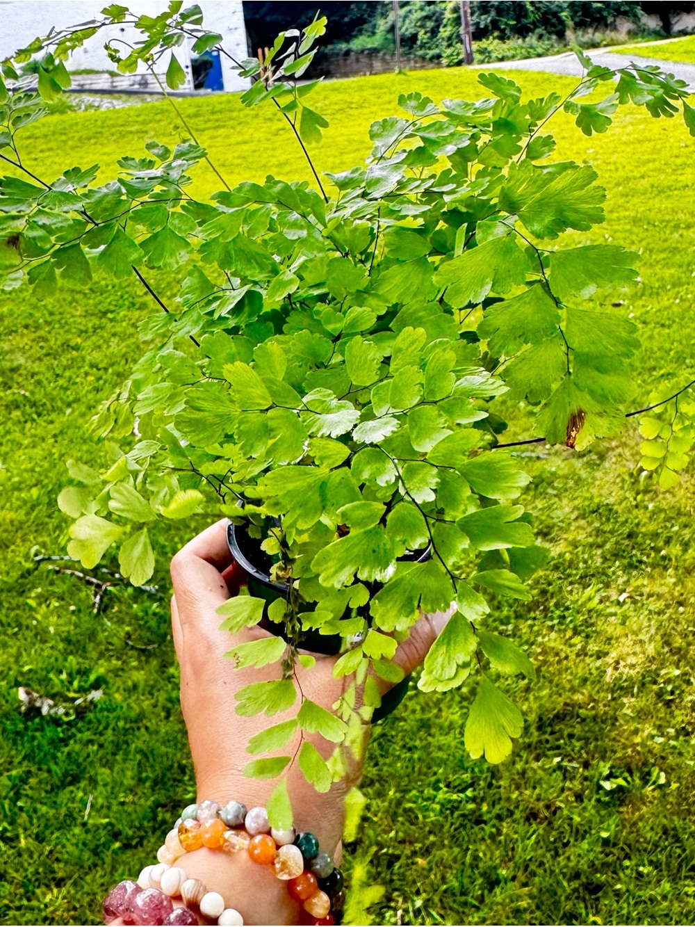 Maidenhair fern